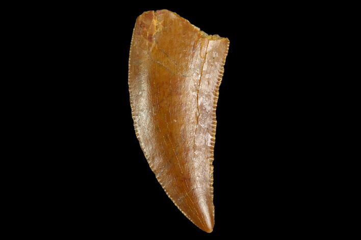 Serrated, Raptor Tooth - Real Dinosaur Tooth #124874